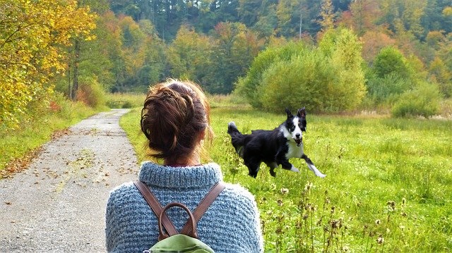 Dog-and-person-walking