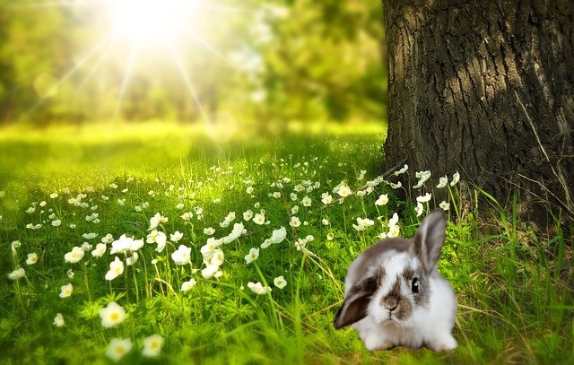bunny-by-a-tree