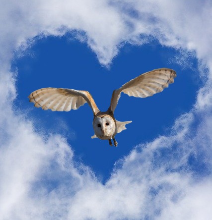 heart-cloud-with-owl