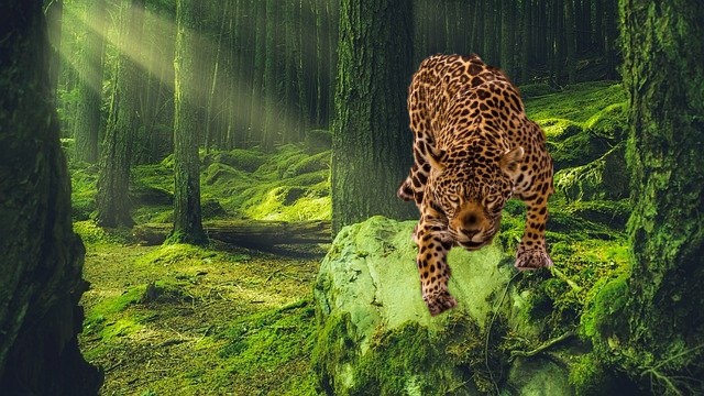 jaguar-in-forest