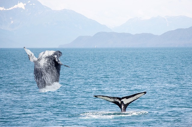 jumping-whale