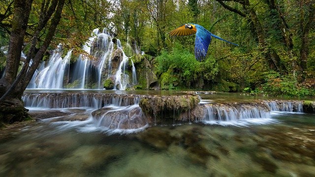 parrot-in-forest