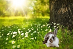 bunny-by-a-tree