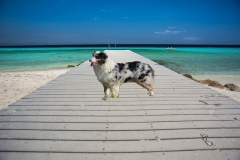 dog-pierr