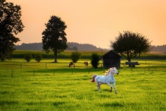grey-pony-in-a-feild
