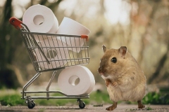 hamster-toilet-roll