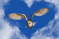 heart-cloud-with-owl
