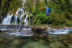 parrot-in-forest
