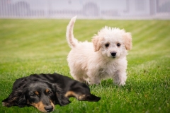 puppy-friends